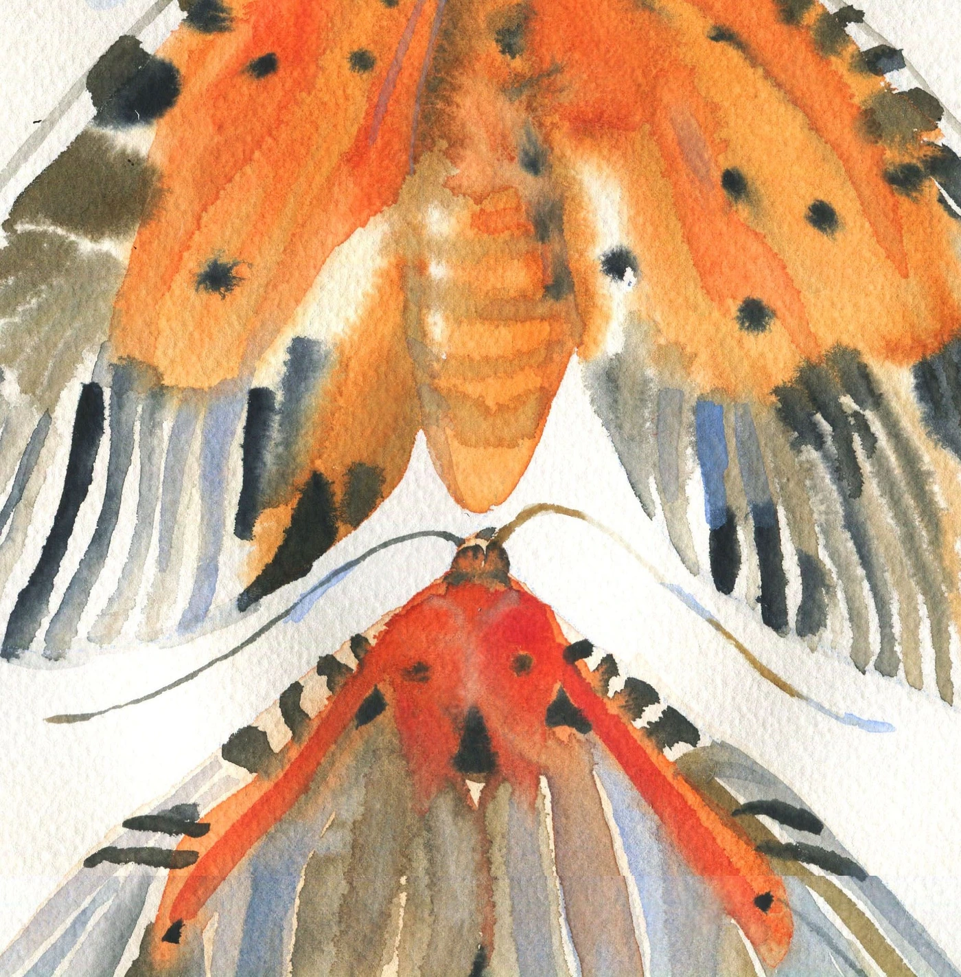 Orange butterflies