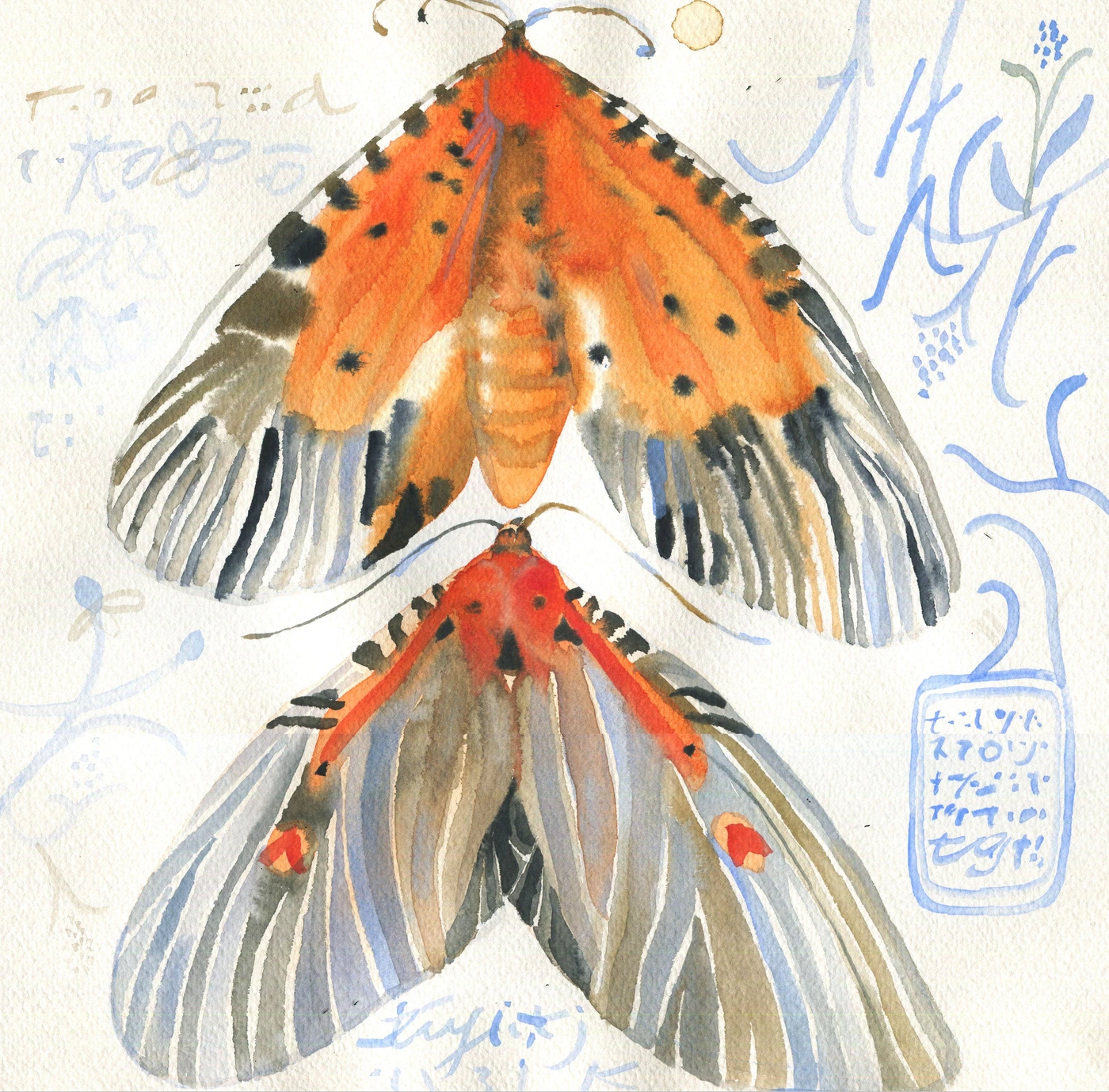 Orange butterflies