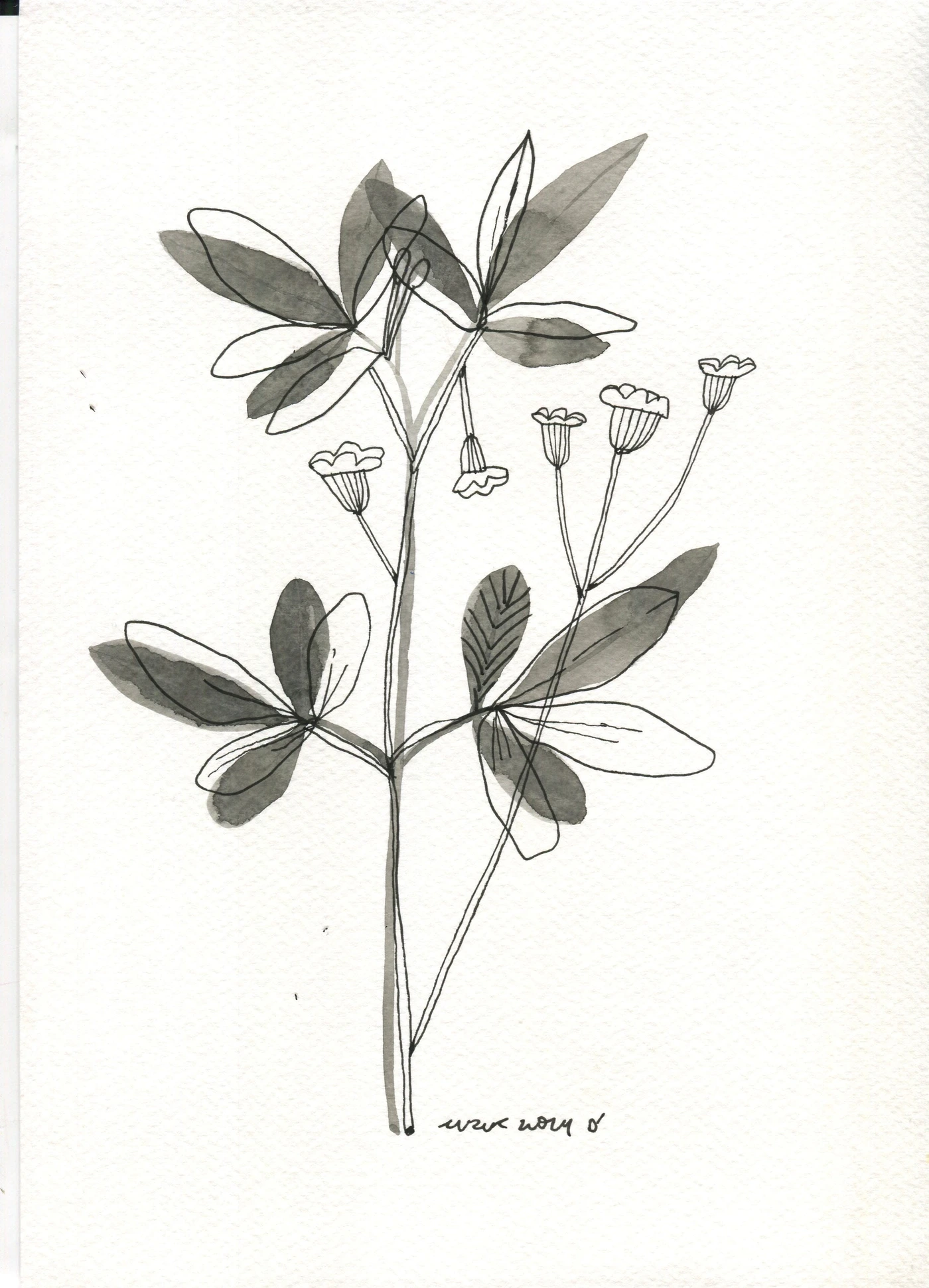 Series of black and white flowers