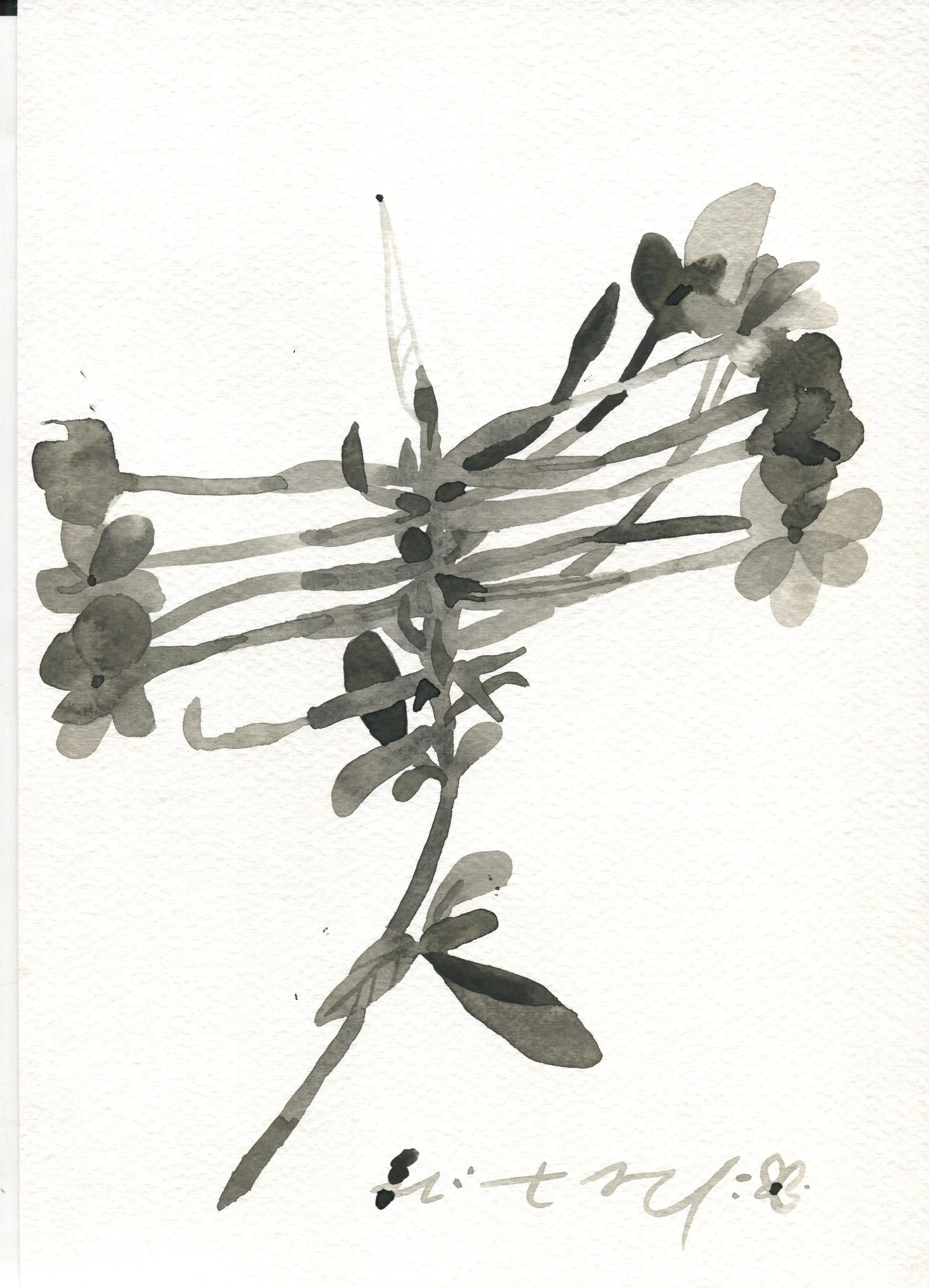 Series of black and white flowers