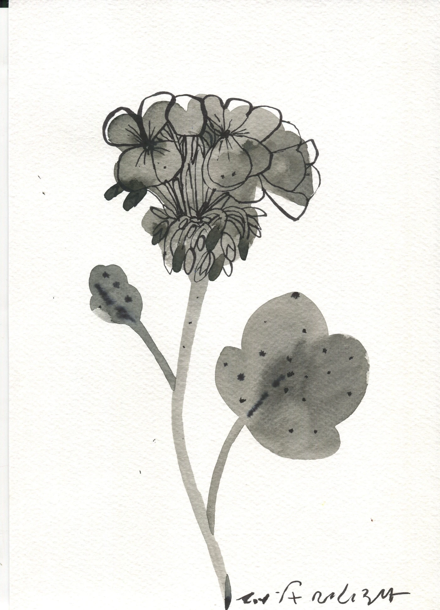 Series of black and white flowers